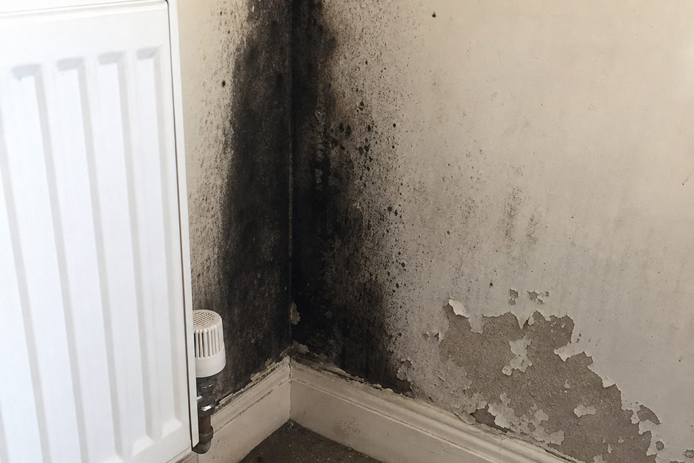 Mould testing in a Hull property